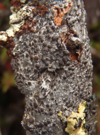 Lecanora pulicaris 