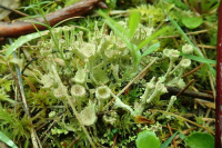 Cladonia carneola