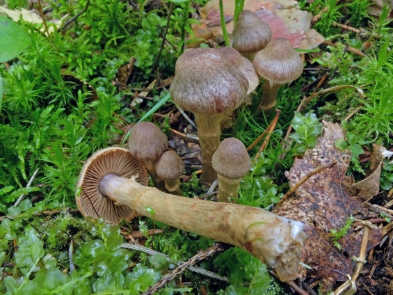 Calonarius rapaceoides�