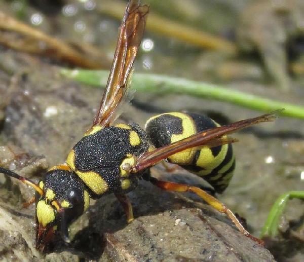 Euodynerus (Euodynerus) dantici