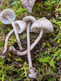 Mycena aetites