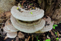 Ganoderma applanatum 