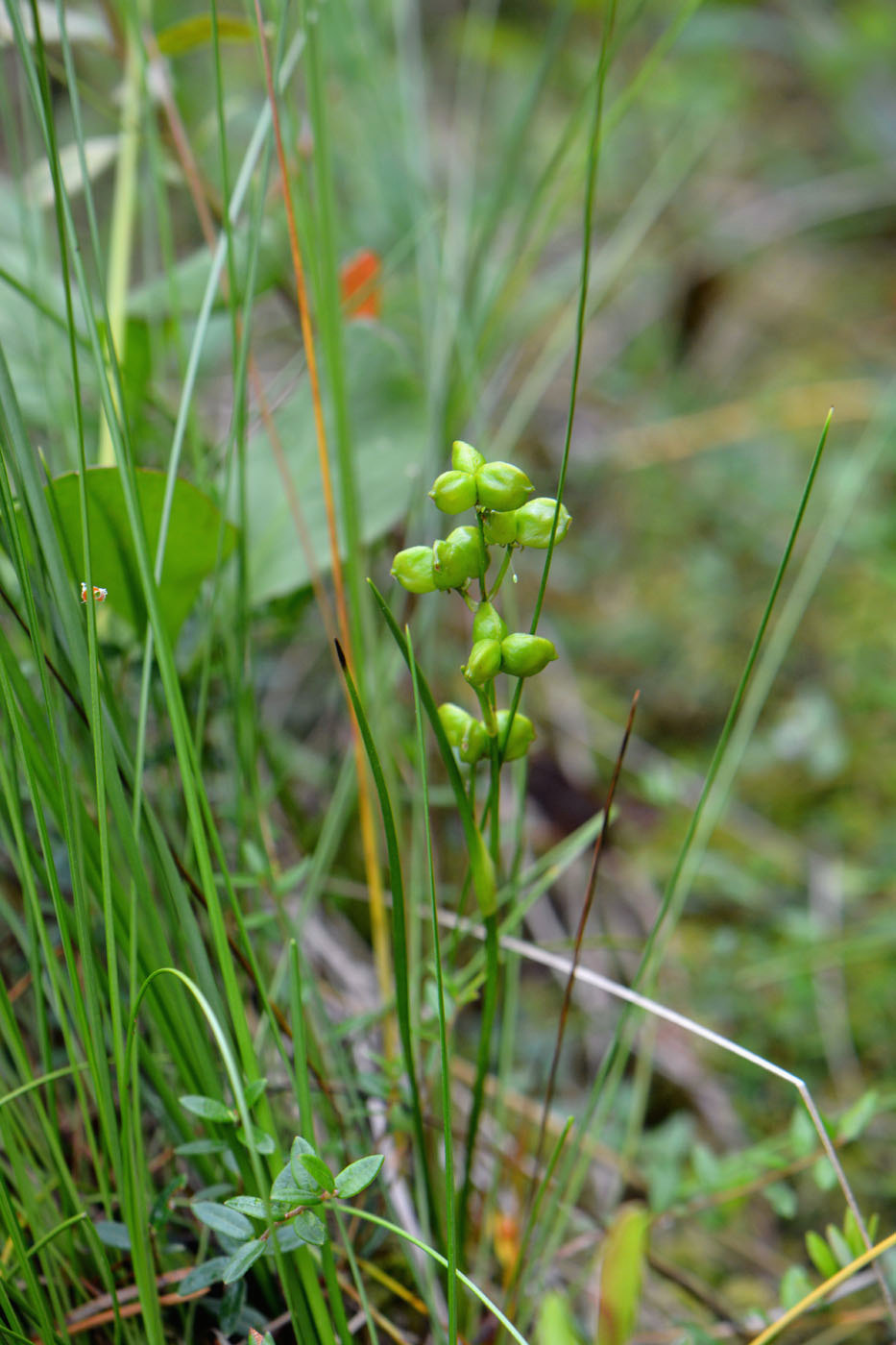 ��������� ��������