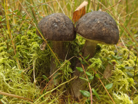 Leccinum melaneum