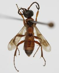 Priocnemis (Priocnemis) minuta 