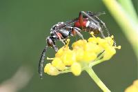 Ceropales (Ceropales) variegata 