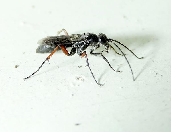 Deuteragenia bifasciata 