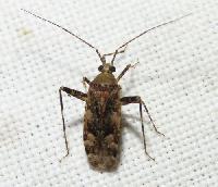 Phytocoris (Phytocoris) pini 