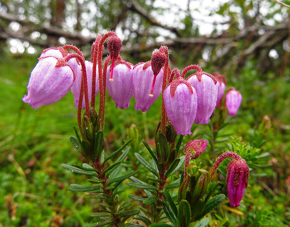 ��������� �������