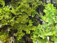 Lobaria isidiophora 