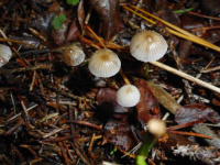 Mycena vulgaris