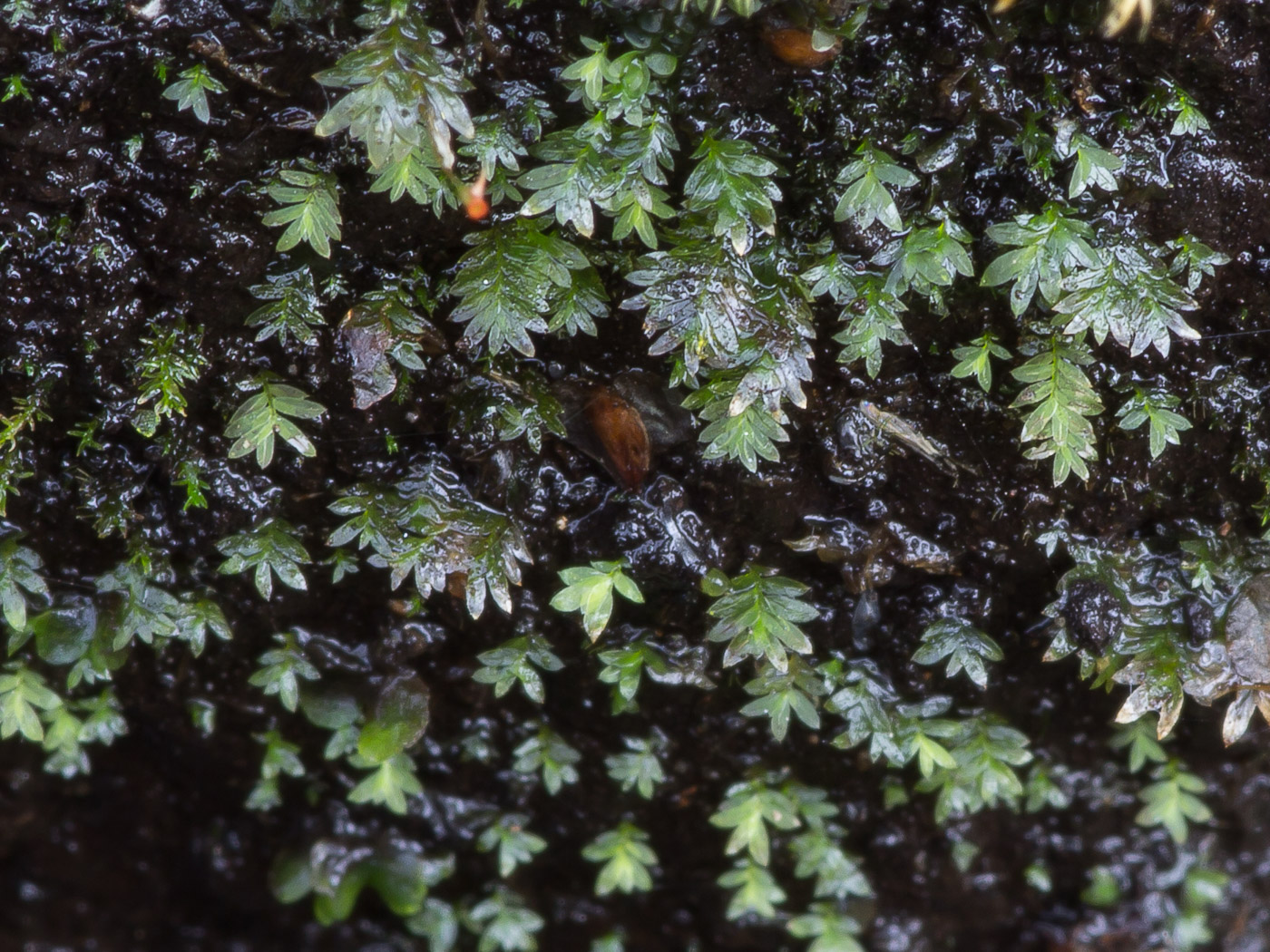 ��������� ����������