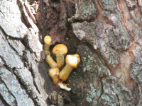 Pholiota adiposa