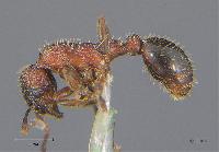 Myrmica sulcinodis 