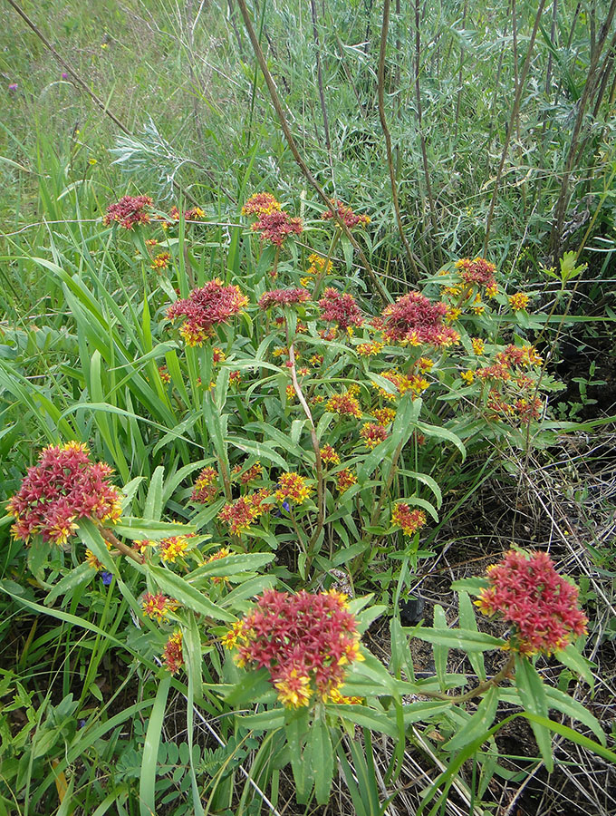 ������� �������������