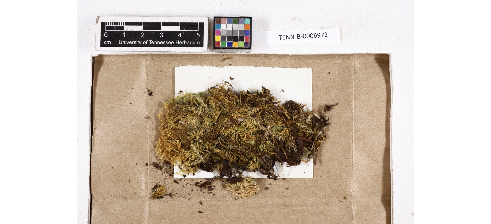 ����������� ���������