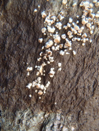 Lecanora frustulosa 