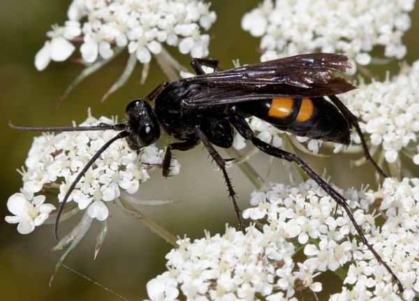 Anoplius (Lophopompilus) samariensis 