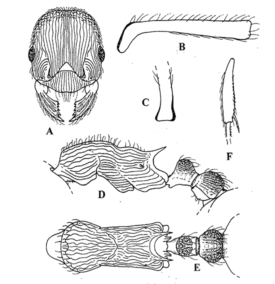 Myrmica transsibirica 