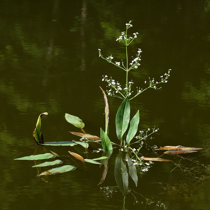 ������� ��������������