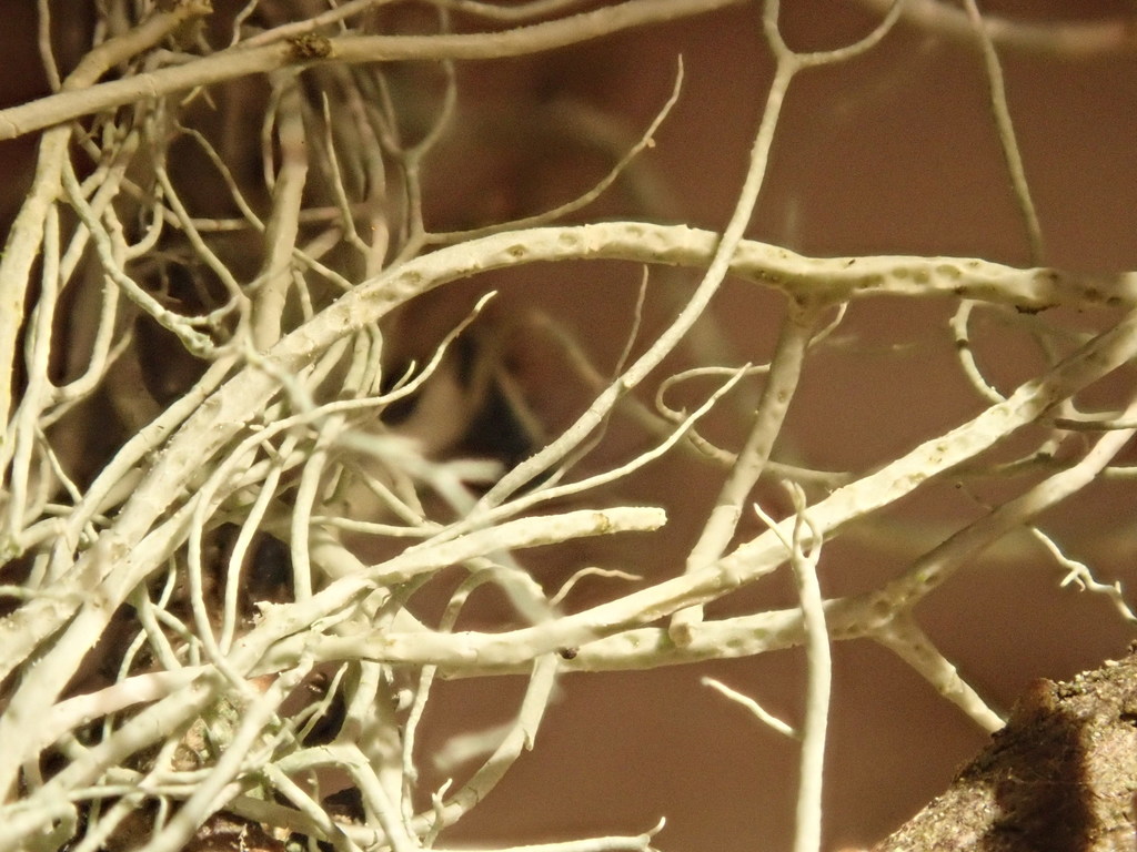 ����� ����������