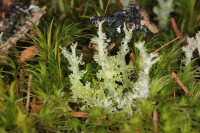 Cladonia sguamosa