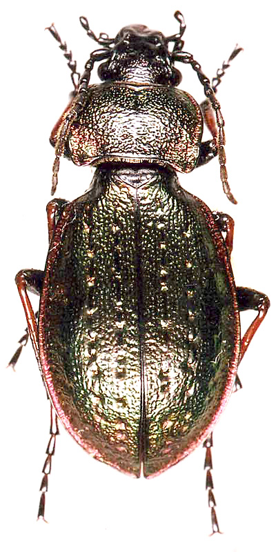 Carabus slovtzovi