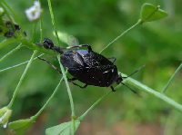 Deraeocoris (Deraeocoris) scutellaris 