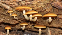 Galerina marginata 