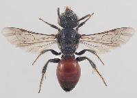 Sphecodes pellucidus