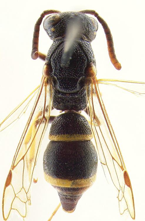 Stenodynerus picticrus