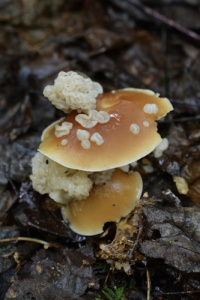 Syzygospora mycetophila