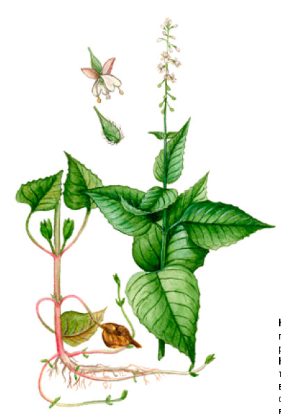 ������ ������������������ (������ ���������)