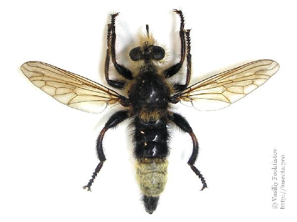 Laphria gibbosa 