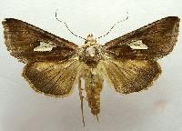 Autographa bractea