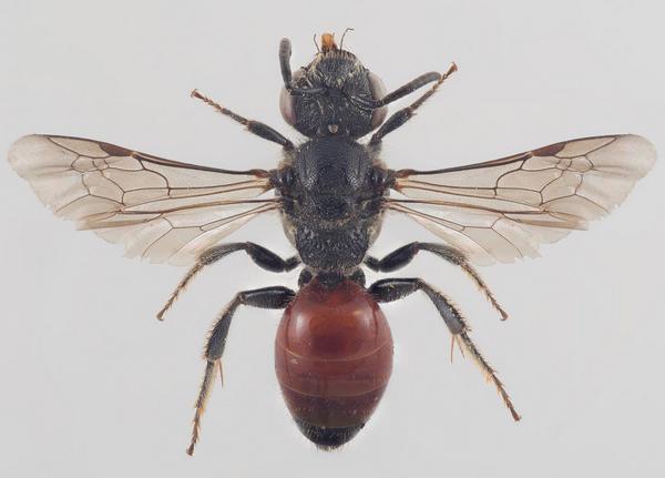 Sphecodes pellucidus