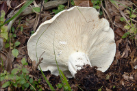 Lactarius vellereus