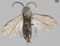 Dolerus (Poodolerus) asper 