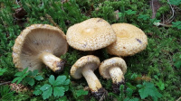 Lactarius repraesentaneus 