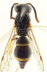 Stenodynerus picticrus