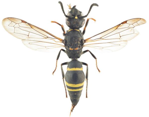 Ancistrocerus trifasciatus 