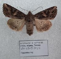 Anarta farnhami