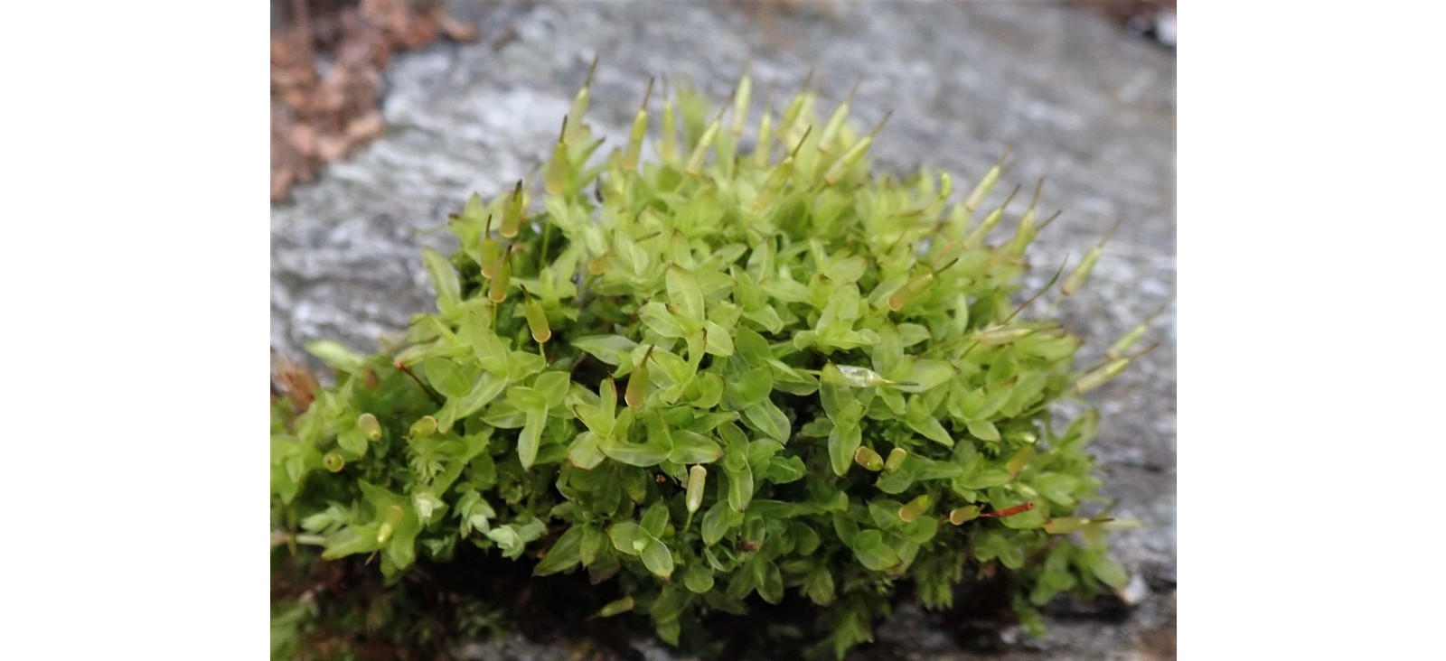 ��������� �����������