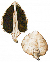 ����������� ������������