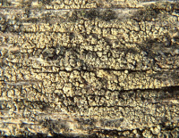 Lecanora saligna 