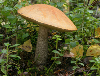 Leccinum versipelle