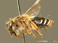 Andrena (Simandrena) combinata 