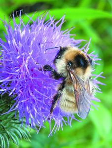 Bombus (Laesobombus) maculidorsis 