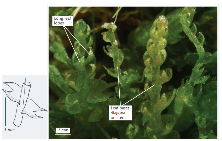 ��������� ��������������