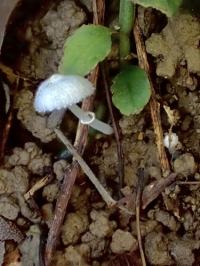 Leucocoprinus cygneus